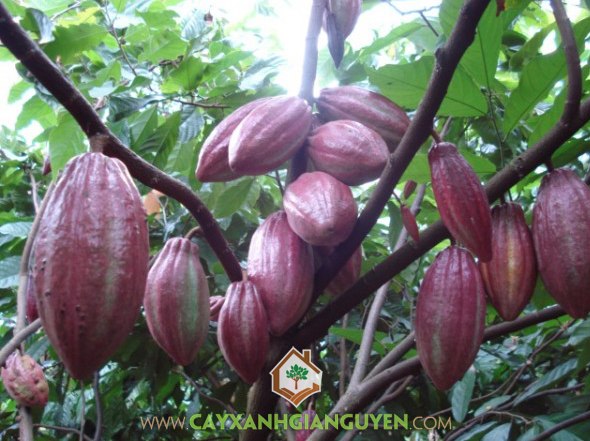 ca cao, Theobroma cacao, cây ca cao, cây giống lâm nghiệp, cây xanh gia nguyễn