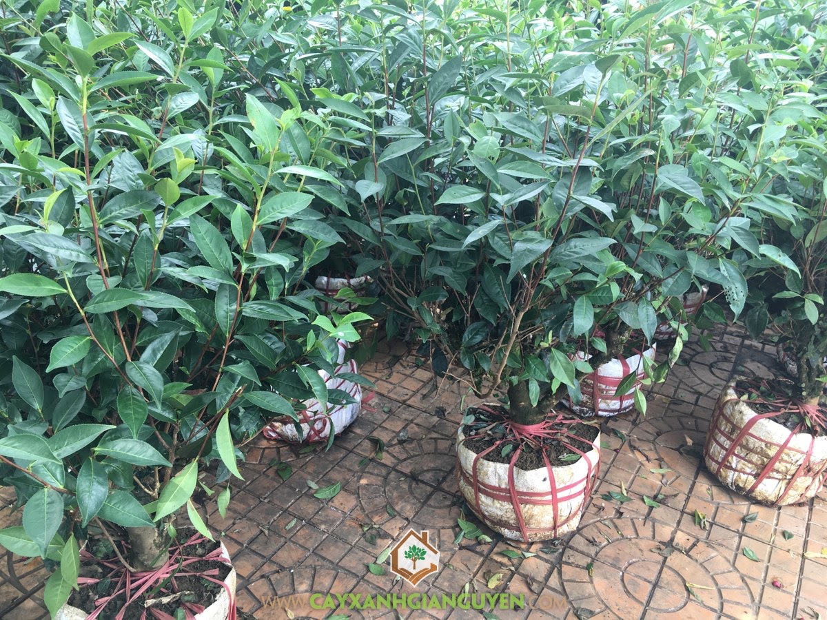 Camellia Sinensis, Trà Xanh, Chè Xanh, Cây Giống Lâm Nghiệp, Cây Xanh Gia Nguyễn