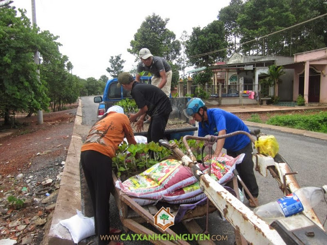 Cây Xanh Gia Nguyễn cung cấp cây Điều giống ở Bình Phước.