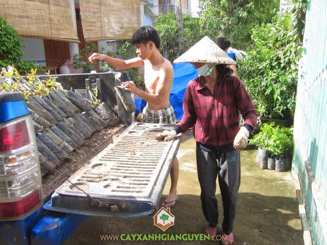 Cây Xanh Gia Nguyễn cung cấp cây giống cho khách hàng.