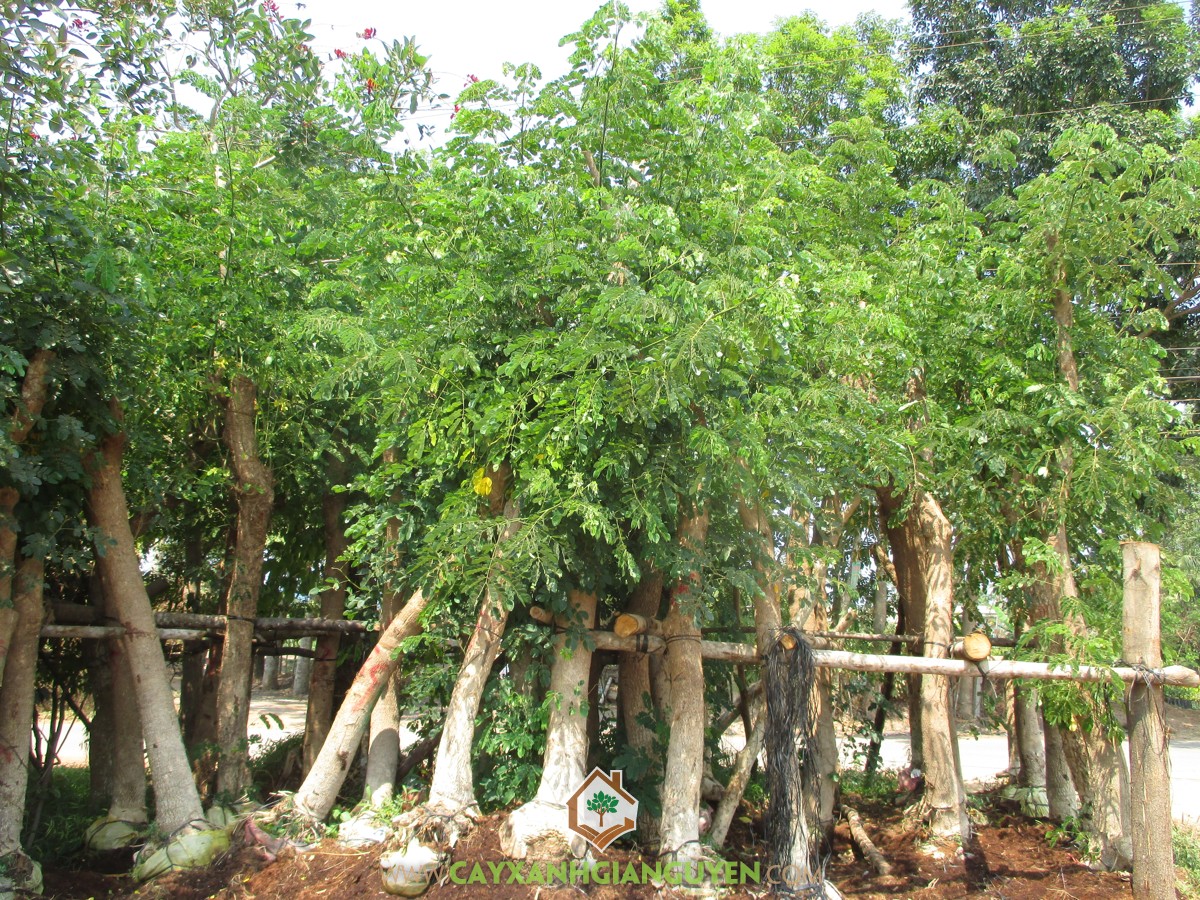cây xanh Gia Nguyễn, cây me tây, cây giống, cung cấp cây giống, cây giống lâm nghiệp, cây lâm nghiệp, vườn ươm cây xanh Gia Nguyễn