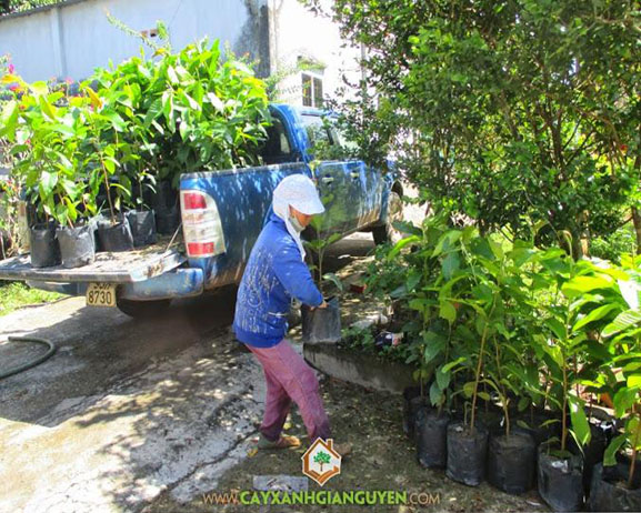 cây xanh Gia Nguyễn, công ty cây xanh Gia Nguyễn, cây giống, cung cấp cây giống lâm nghiệp, cây lâm nghiệp, cây dầu rái, vườn ươm cây xanh Gia Nguyễn