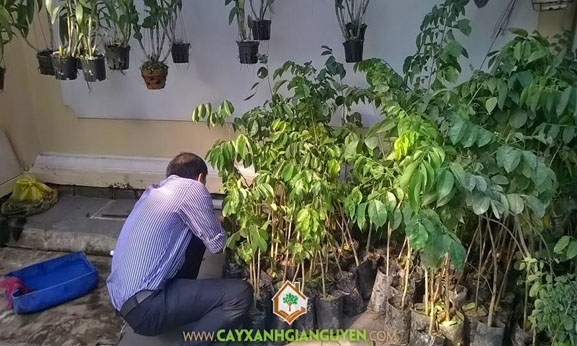 cây xanh Gia Nguyễn, cây giống, cây lâm nghiệp, cây giống lâm nghiệp, vườn ươm cây xanh Gia Nguyễn, cung cấp cây giống