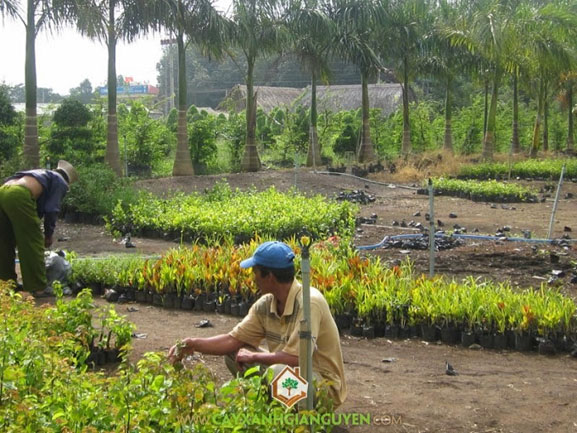 cây giống, cây xanh Gia Nguyễn, cây giống lâm nghiệp, Công ty cây xanh Gia Nguyễn, cung cấp cây giống lâm nghiệp