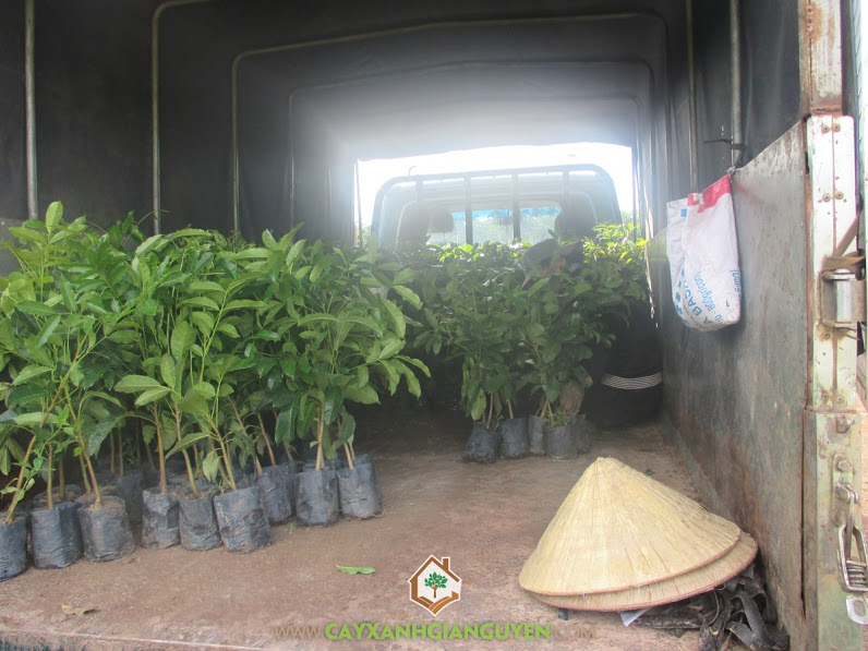 Công ty cây xanh Gia Nguyễn, Cây xà cừ, Cây điều, Cây bạch đàn, Kỹ thuật chăm sóc cây