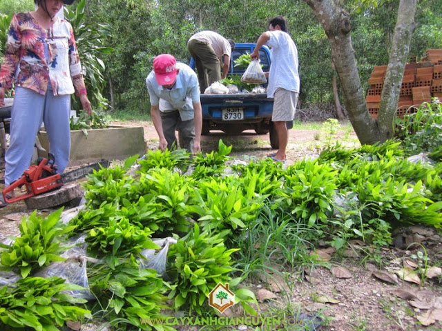 Công ty cây xanh Gia Nguyễn, Cây keo lai, Cây keo lai giống, Vườn ươm, Cây giống keo lai