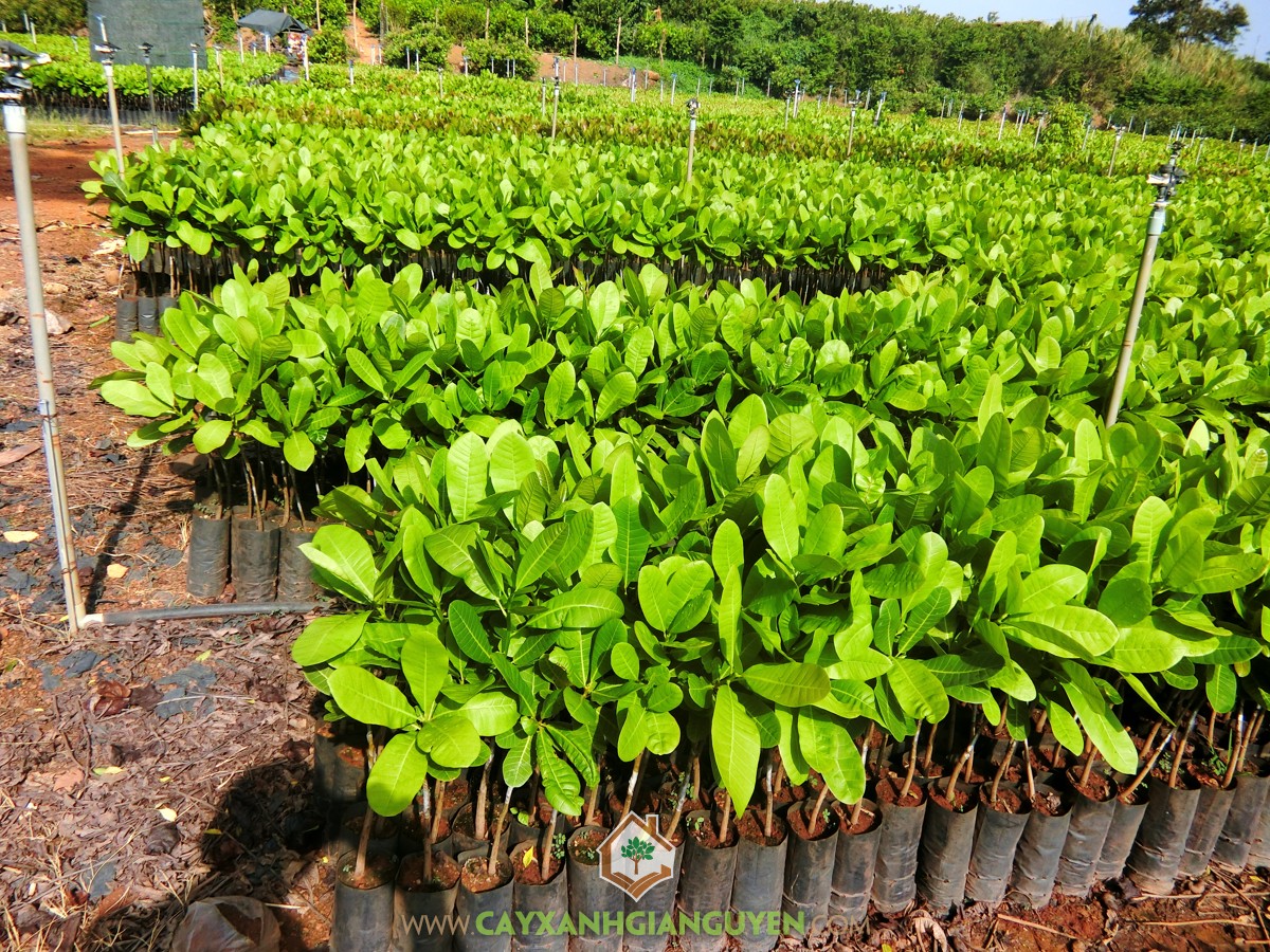 Điều, Cây điều, Cây xanh Gia Nguyễn, Phòng chống sâu bệnh, Trồng điều