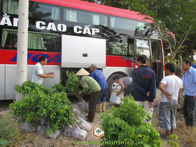 Công ty Cây Xanh Gia Nguyễn, Cây Gỗ Trắc, Cây Cẩm Lai, Giống cây trồng, Cây giống