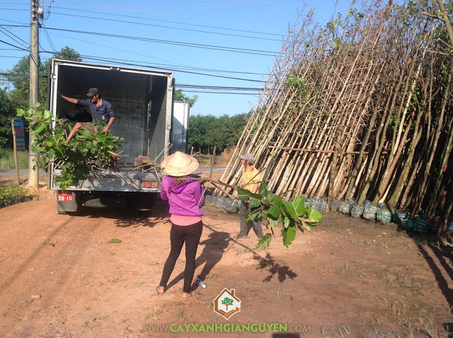 Công ty Cây Xanh Gia Nguyễn, Cây Dầu Rái, Cây giống lâm nghiệp, Cây giống chất lượng, mua giống cây trồng