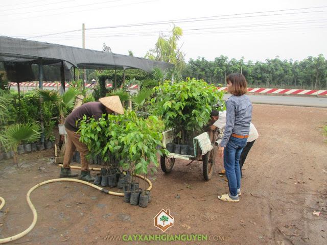 Giống cây Sao Đen, Cây Sao Đen, Công ty Cây Xanh Gia Nguyễn, Giống cây trồng, Kỹ thuật trồng