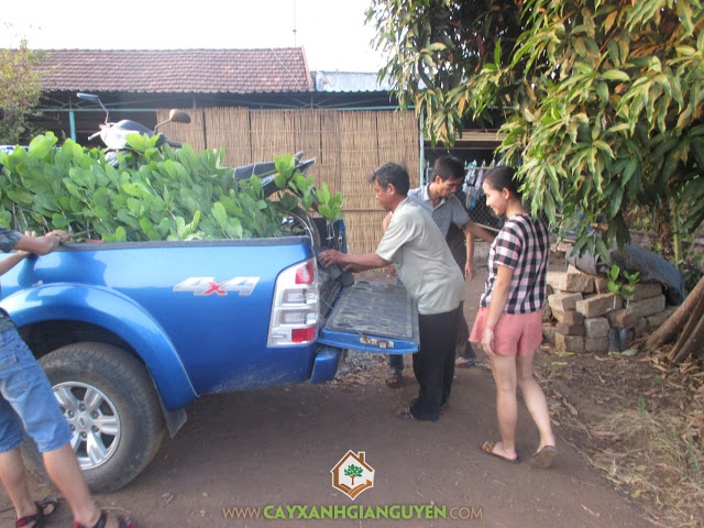Cây Điều Thái Lan, Cây Xanh Gia Nguyễn, Giống cây lâm nghiệp, Vườn ươm cây ở tỉnh Bình Phước, Cách chăm sóc