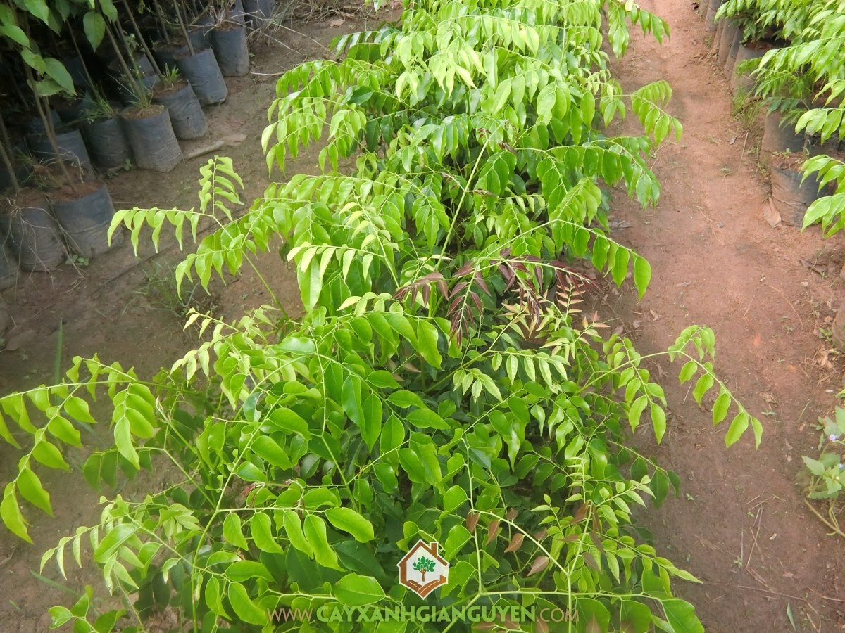 Lim Xanh, Cây Lim Xanh, Trồng Lim Xanh, Kỹ thuật trồng Cây Lim Xanh Giống, Cây Giống Lim Xanh
