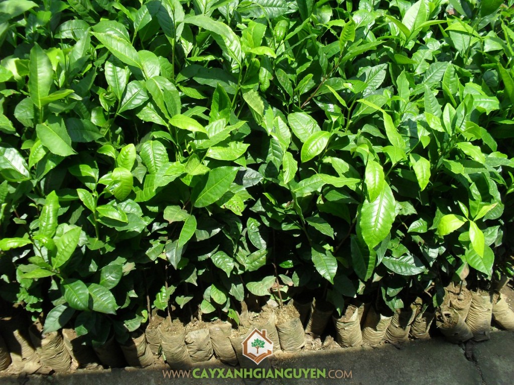 Trồng trà xanh từ cành, Phương pháp trồng trà xanh, Cây trồng, Giống chè, Trồng chè từ cành