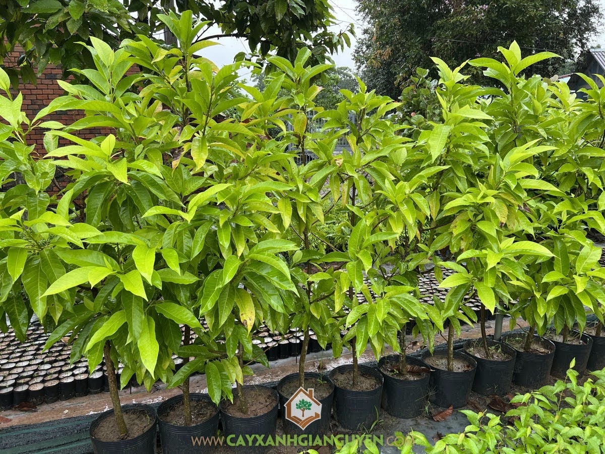 Cây Hoa Ngọc Lan, Hoa Ngọc Lan, Bông Ngọc lan, Ngọc Lan, Cây Ngọc Lan
