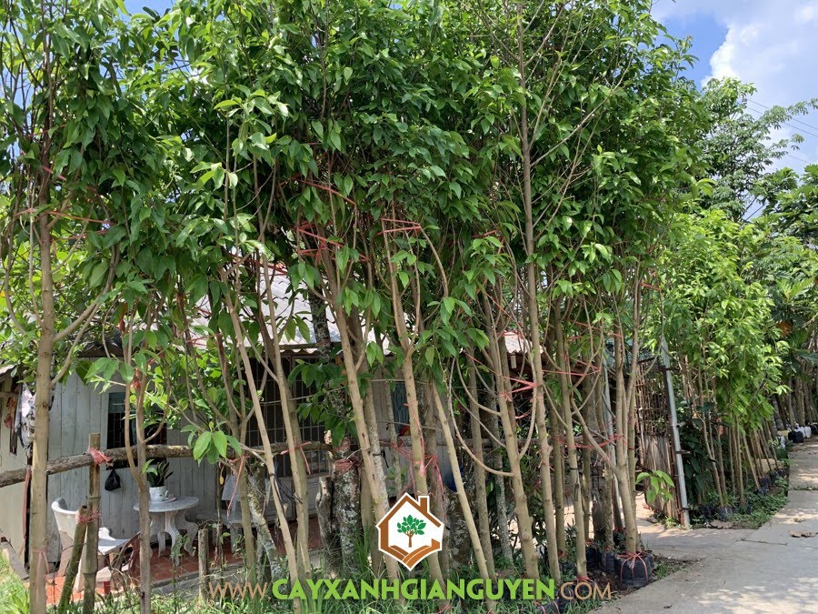 Cây Hoa Ngọc Lan, Hoa Ngọc Lan, Bông Ngọc lan, Ngọc Lan, Cây Ngọc Lan
