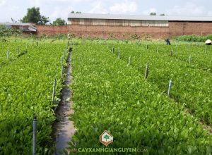 Keo lai, Acacia auriculiformis mangium , Acacia hybrid, cây công trình, cây giống lâm nghiệp, cây xanh gia nguyễn