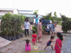 Cung cấp cây giống lâm nghiệp cho khách hàng.