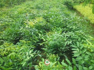 kỹ thuật trồng cây xà cừ, cây xà cừ giống, cách trồng cây xà cừ, xà cừ giống