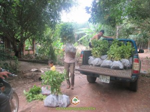 cây xanh gia nguyễn, cây giống lâm nghiệp, cây gáo vàng, cây tỉ phú, cây giống,