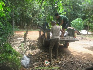 Cây gáo vàng, cây tỷ phú, cây giống lâm nghiệp, cây xnah gia nguyễn, cây giống,