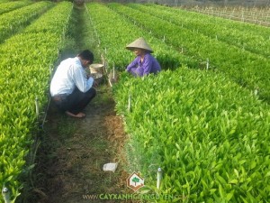 Keo lai, Cách chăm sóc cây keo lai, Cây keo lai, Bệnh phấn trắng, Chăm sóc cây keo lai