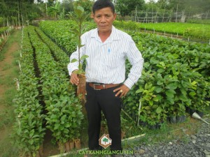 Cây gáo vàng, Gáo vàng, Cây giống lâm nghiệp, Cây xanh Gia Nguyễn, Cây giống