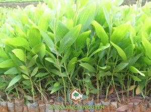 Trồng cây gì để làm giàu nhanh, Keo lai, Cây ngắn ngày, Cây dài ngày, Giá keo lai, Cây keo lai