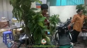 Cây xanh Gia Nguyễn, Cây dầu rái, Quả dầu rái, Lá cầu dầu rái, Cây giống Gia Nguyễn