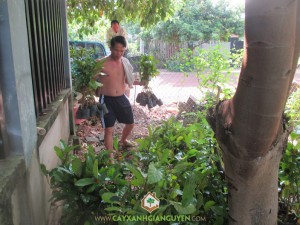 Cây gáo vàng, Cây xanh Gia Nguyễn, Gỗ cây gáo vàng, Lá cây gáo vàng, Quả cây gáo vàng