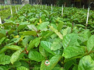 Công ty cây xanh Gia Nguyễn, Cây xanh Gia Nguyễn, Cây gáo vàng, Cây lâm nghiệp, Trồng cây gáo vàng