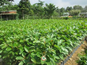 Cây gáo vàng, Gáo tàu, Gỗ gáo vàng, Trị mụt nhọt, Đóng tủ thờ