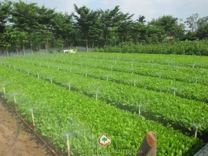 Keo lai, Kỹ thuật trồng cây keo lai, Cây keo lai, Trồng keo lai giâm hom, Các kỹ thuật trồng