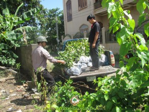 Gáo vàng, Công ty cây xanh Gia Nguyễn, Cây giống gáo vàng, Quả gáo vàng, Cây xanh Gia Nguyễn