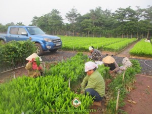 Cây xanh Gia Nguyễn, Cây keo lai, Keo lai, Cây giống, Công ty cây xanh Gia Nguyễn