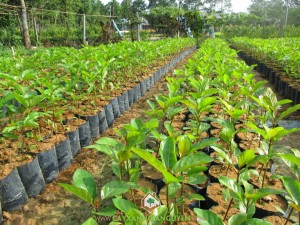 Kỹ thuật trồng cây gáo vàng, Cây gáo vàng, Cây xanh Gia Nguyễn, Trồng cây gáo vàng vào mùa mưa, Gáo vàng