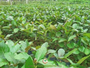 Cây gáo vàng, Cây trồng lấy gỗ, Cây tỷ phú, Gáo vàng, Cây xanh Gia Nguyễn