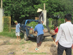 Cây thiên ngân, Cây xanh Gia Nguyễn, Giống cây, Gỗ thiên ngân, Nhà cung cấp cây giống