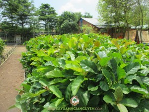 Gáo vàng, Cây gáo vàng, Cây xanh Gia Nguyễn, Trồng cây gáo vàng, Kỹ thuật trồng gáo vàng