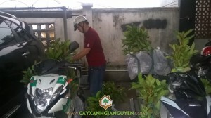 Công ty cây xanh Gia Nguyễn, Cây gáo vàng giống, Cây gáo vàng, Cây xanh Gia Nguyễn, Gáo vàng