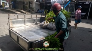 Cây xanh Gia Nguyễn, Cây gáo vàng, Cây tỷ phú, Cây thiên ngân, Gỗ gáo vàng