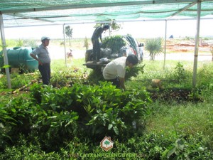 Công ty cây xanh Gia Nguyễn, Cây gáo vàng, Giá trị kinh tế cao, Vỏ cây gáo vàng, Cây mắc mặt