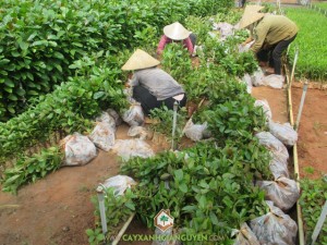 Cây thiên ngân. Cây xanh Gia Nguyễn, Cây gáo vàng, Cây giống thiên ngân, Cây giống lâm nghiệp