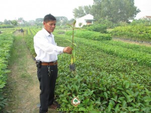 Trồng và chăm sóc gáo vàng, Gáo vàng, Cây gáo vàng, Cây xanh Gia Nguyễn, Trồng gáo vàng