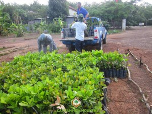 Cây xanh Gia Nguyễn, Đặt mua cây điều giống, Điều giống, Giống điều ghép, Kế hoạch bán điều giống