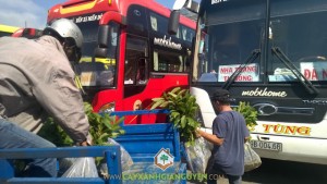 Công ty cây xanh Gia Nguyễn, Cây vối, Cây giống, Cây gáo vàng, Cây bơ sáp da xanh