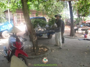 Cây Xanh Gia Nguyễn, Gáo vàng, Cây Gáo Vàng, Giống cây gáo vàng, Cây ăn quả