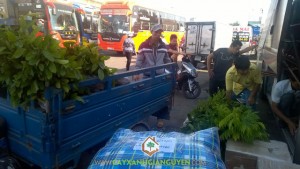 Công ty cây xanh Gia Nguyễn, Cây gáo vàng, Vườn ươm tỉnh Bình Phước, Gỗ của cây gáo vàng, Cây bóng mát