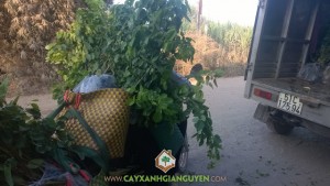 Cây gáo vàng, Cây gỗ trắc, Công ty Cây Xanh Gia Nguyễn, Cây bạc tỉ, Cây lâm nghiệp