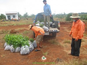 Cây xanh Gia Nguyễn, Cây trà đắng, Cây vối, Cây mắc mật, Cây giống