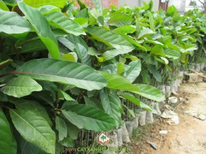 Cây Gáo Vàng, Cách trồng cây Gáo Vàng, Cây Xanh Gia Nguyễn, Gỗ Cây Gáo Vàng, Trồng Cây Gáo Vàng